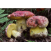 Мицелий Боровика королевского / Болет королевский (Boletus regius)